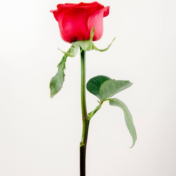 FIORE ROSA BUD ROSSO 4614 - immagine 2