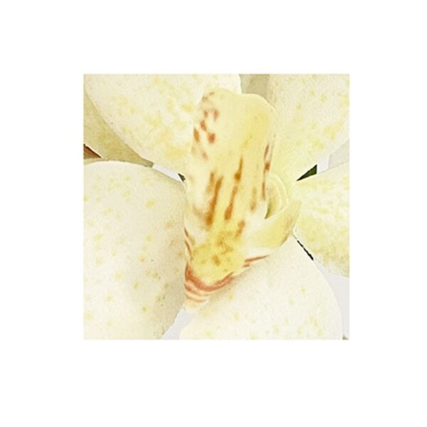 STELO ORCHIDEA 16 FIORI COLORI ASS. - immagine 3