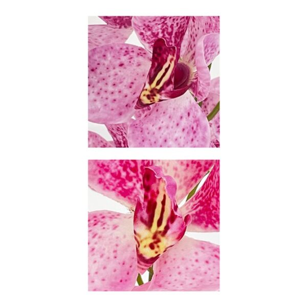 STELO ORCHIDEA 16 FIORI COLORI ASS. - immagine 4